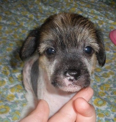 Bluberry Boy  Ipsi  Grand