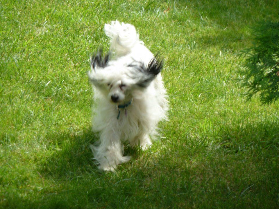 Bakara Oreo Fortune Cookie