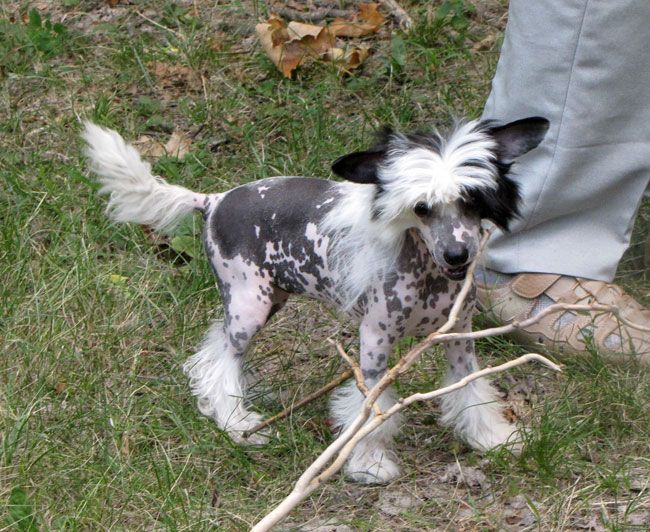 Bi-lav Plus Carevna Lebed'