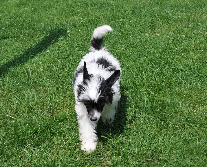 Bi-lav Plus Chalegra