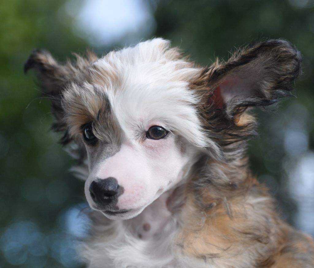 Blendverk's Buffalo Solider