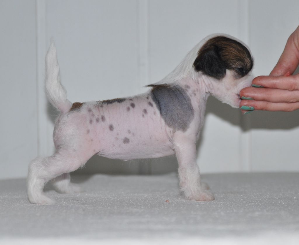 Blendverk's Broadway Dancer