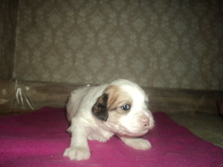 Rose Of Aiden Winter dreams