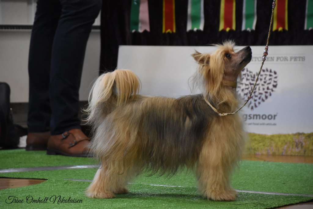 Blendverk's Cracklin Rose