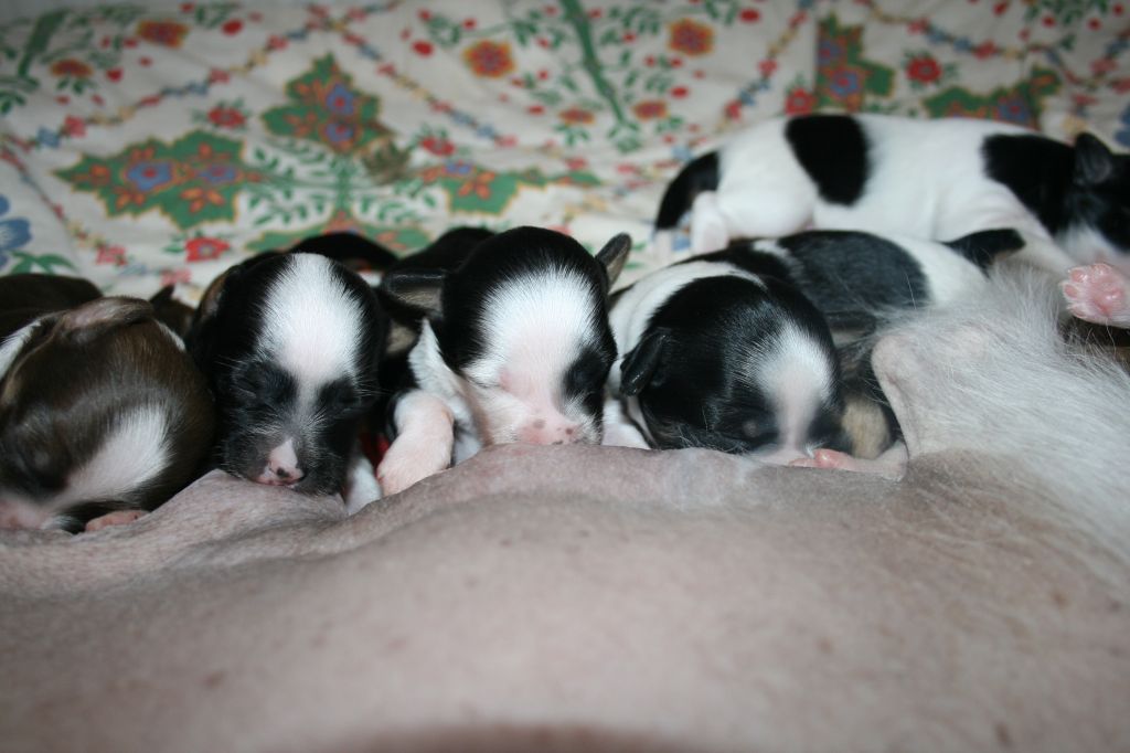 Dandyfree's Här Kommer Jag Tokio