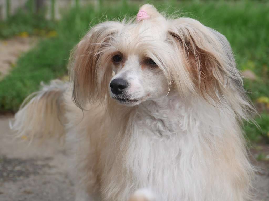 Dandyfree's Ingenting