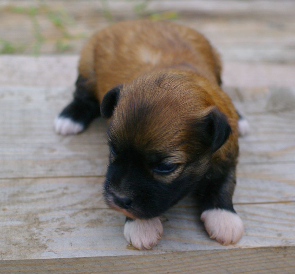 Vikiri Bells Independence Day