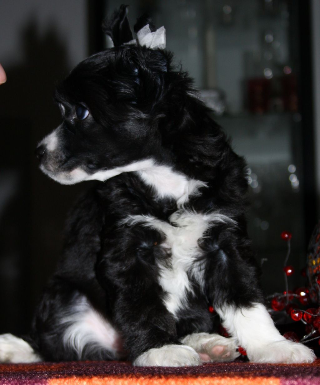 Lady's Trick Quick-Witted