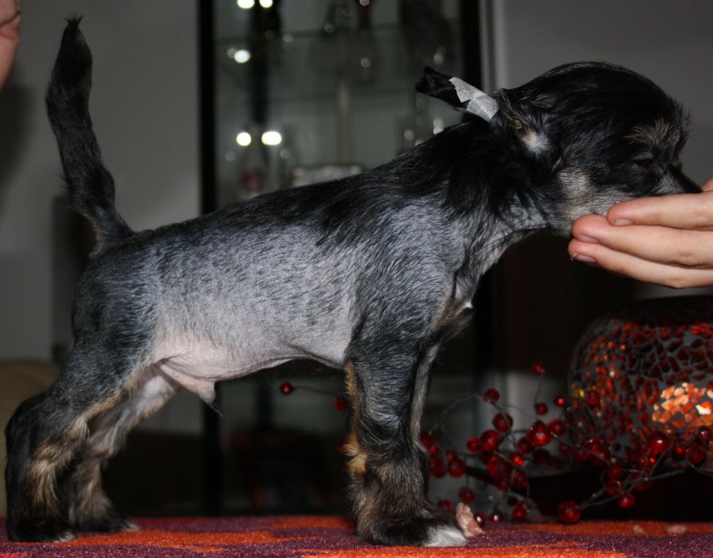 Lady's Trick Quizmaster