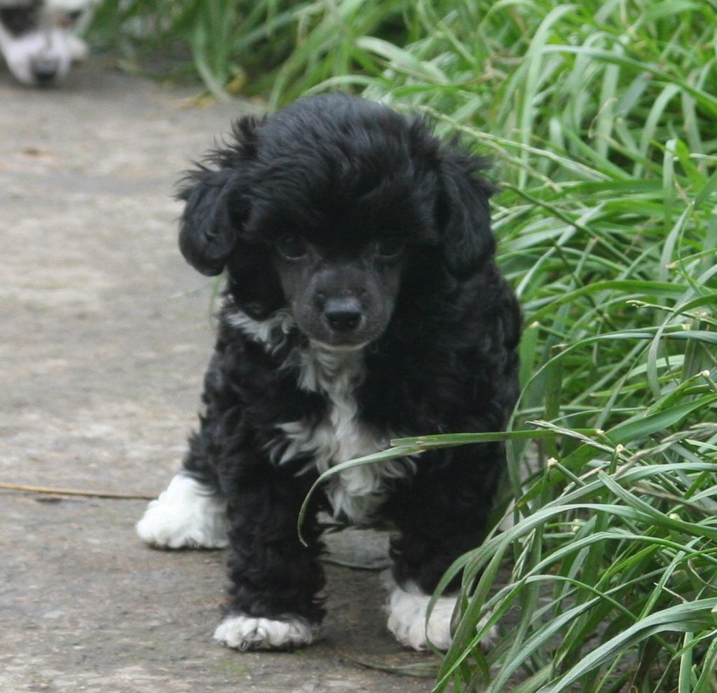 Tamarsh Royal Knight