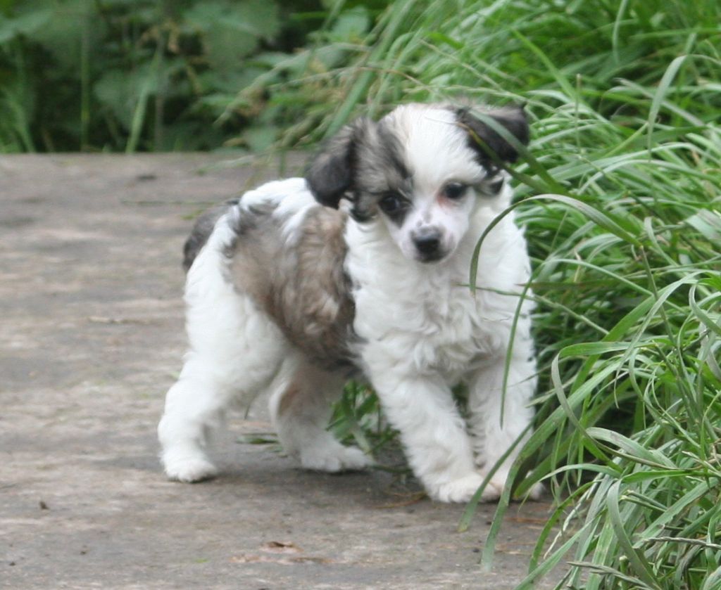 Tamarsh Royal Celebration