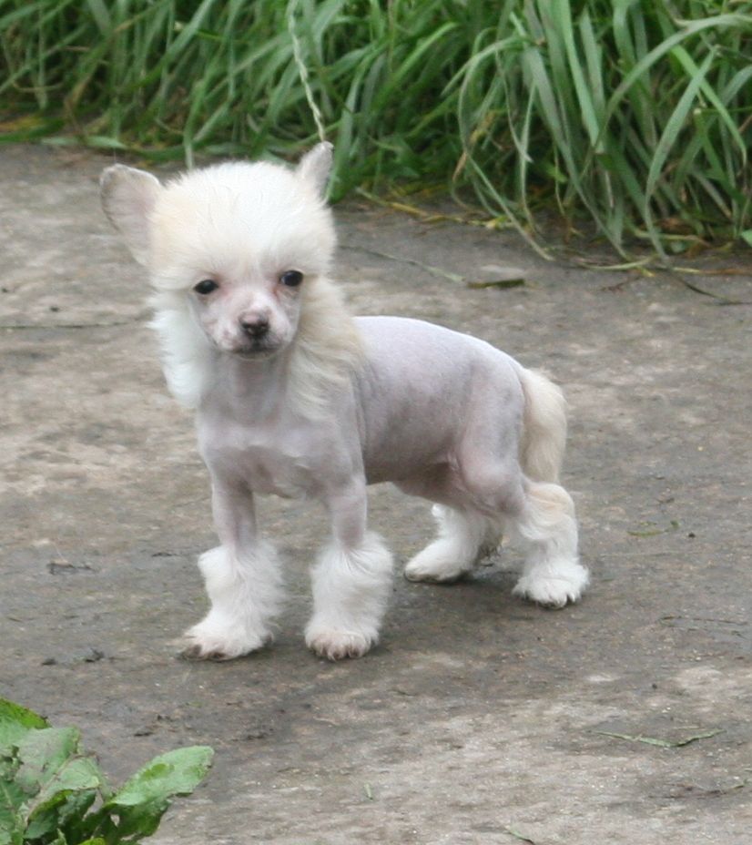 Tamarsh Royal Occasion