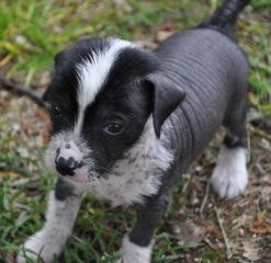 Dogtrix Glada Gilbert