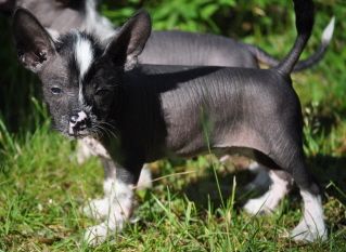 Dogtrix Gulliga Gottfrid