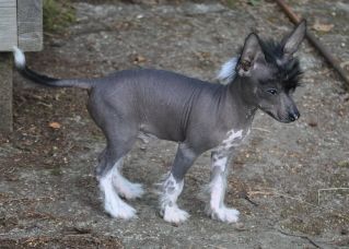 Dogtrix Godmodiga Göte