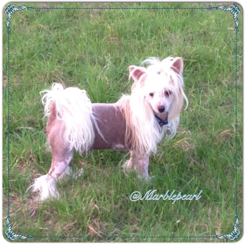 Moonangels Here I Am