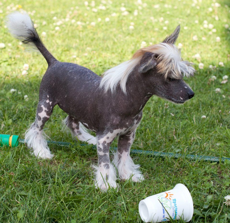 Elfgrace Santi Smile