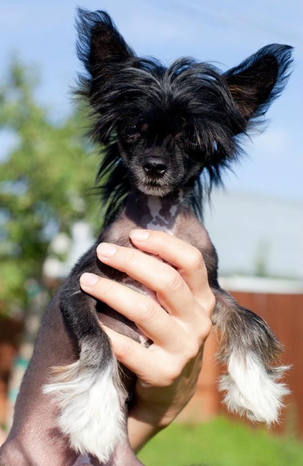 Elfgrace Samanta Treiliz