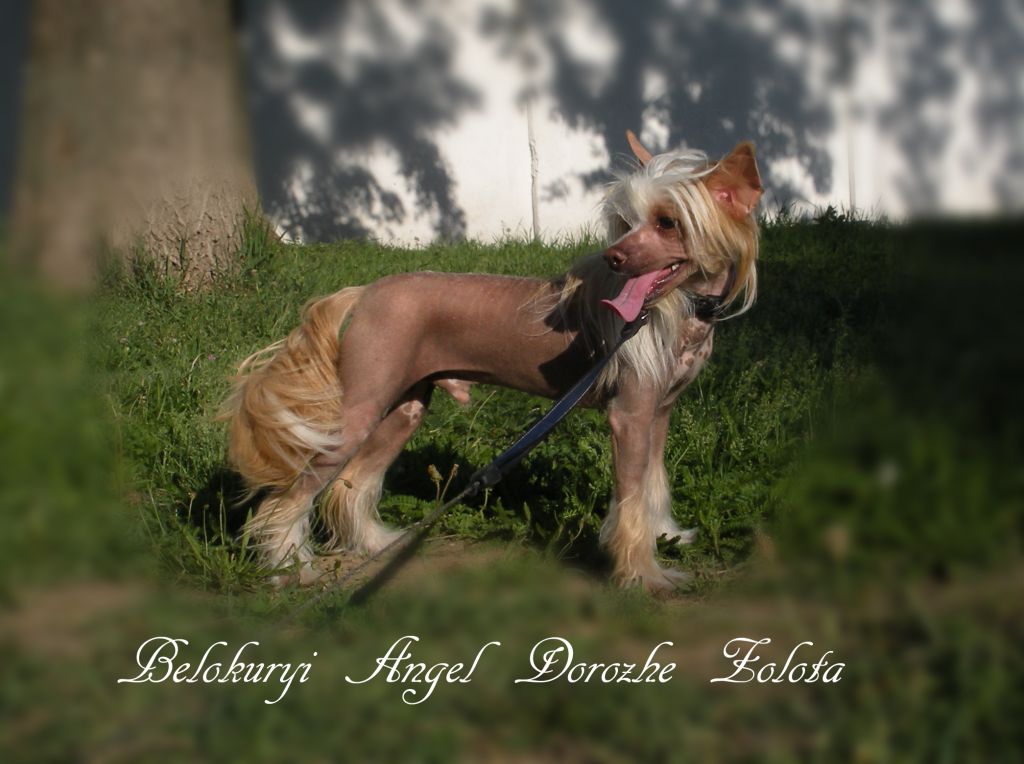 Belokuryi Angel Dorozhe Zolota
