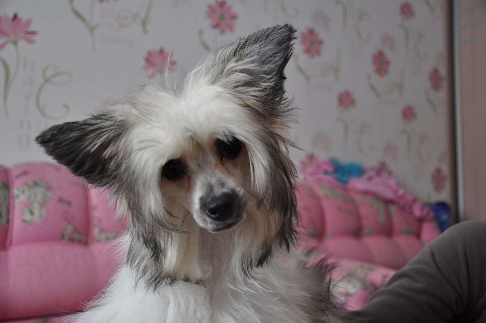 AvisRara Gretta  Winning Smile