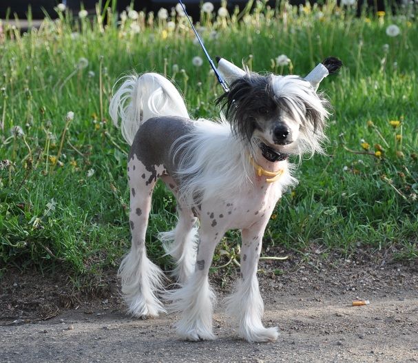 Amazonka Winning Smile