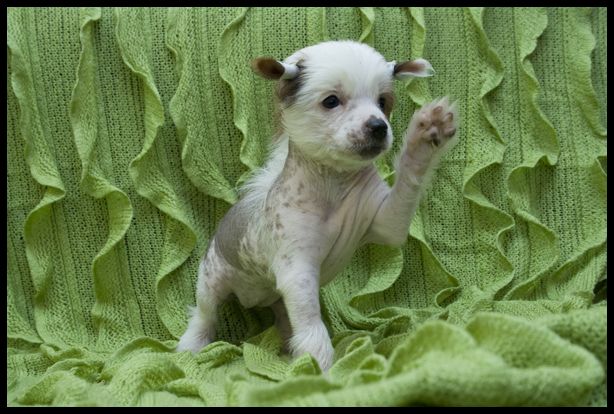 Ring rider Tinkerbell