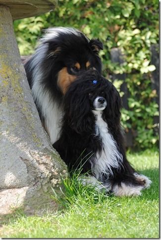 Daudi King of Diamonds