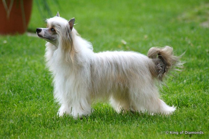 Dalila King of Diamonds