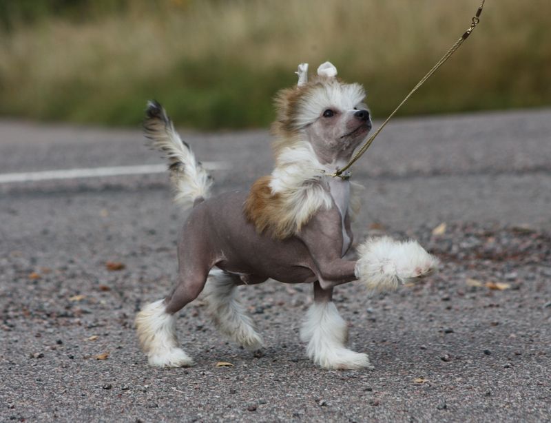 Spartace's Gotta Go My Own Way