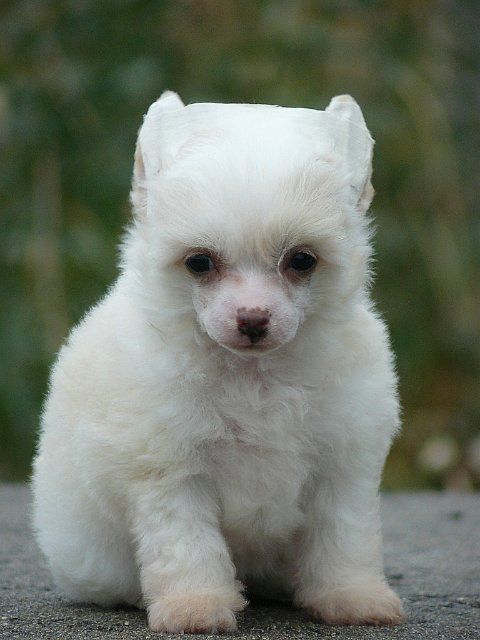 Arctic Glow Blazing Star
