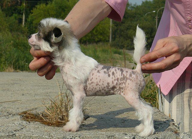 Arctic Glow Amazonka