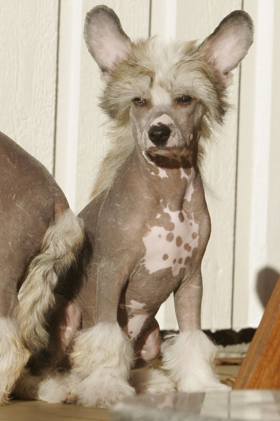 Gou's Master Blaster