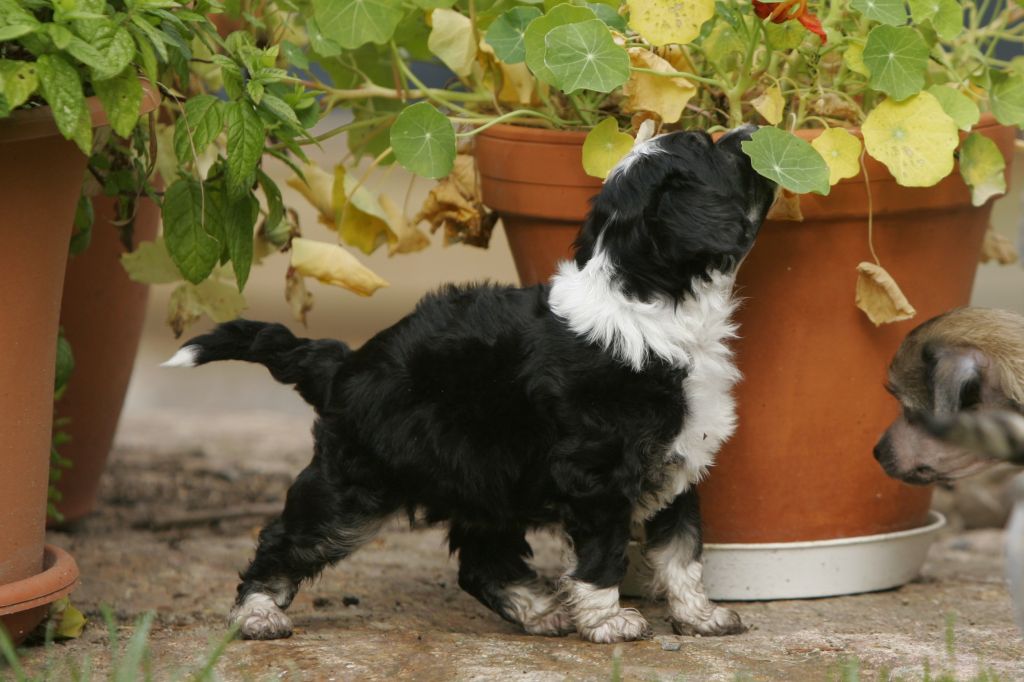 Gou's Moody's Mood For Love