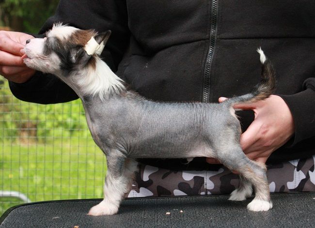 Viuvaun Boogie Woogie