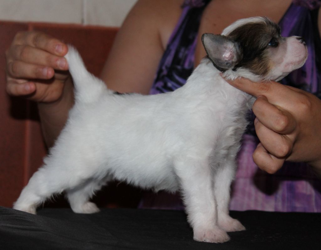 Niclaus Molosos Gratzi