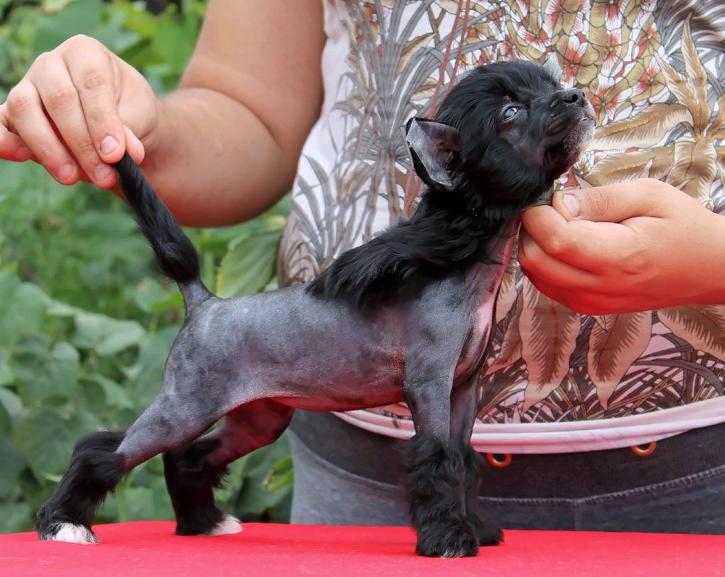 Nika Hiart Molosos Gratzi