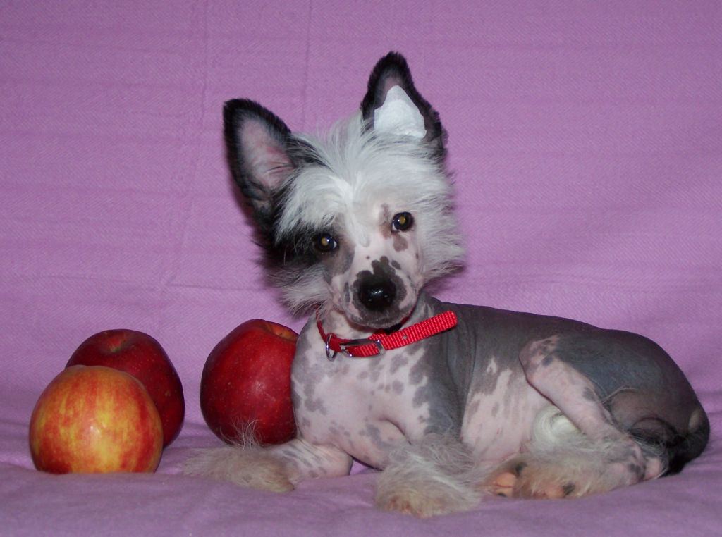 Charmant Gintaro Magija