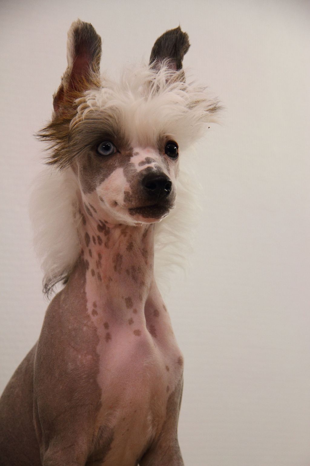 Curlycrest's Mr. Paisley