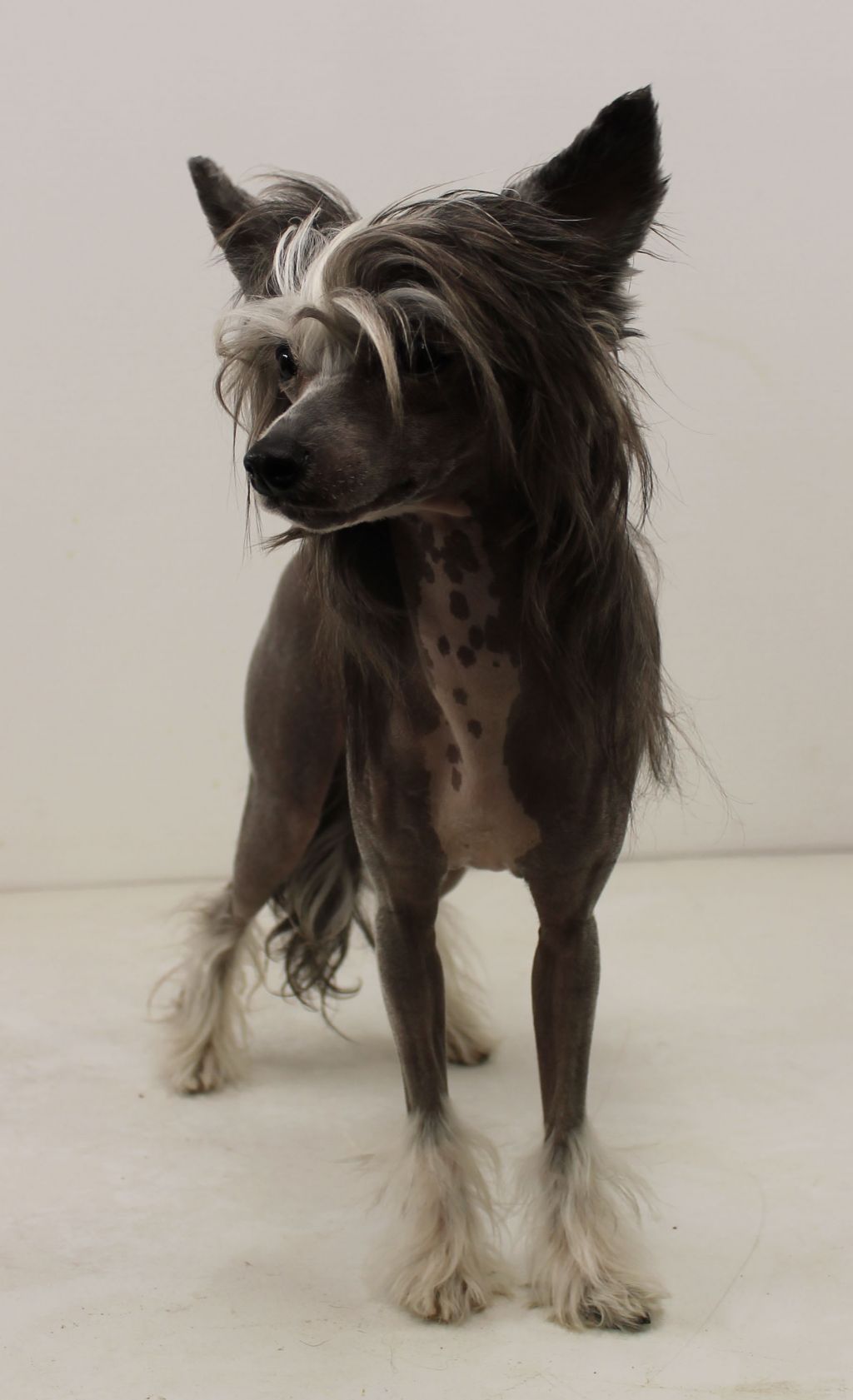 Curlycrest's Cloud Of Dust