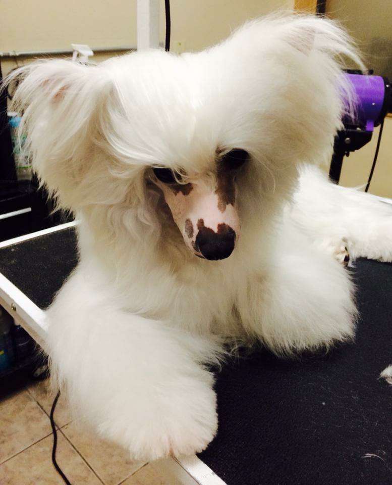 CH Taja White Mochachino