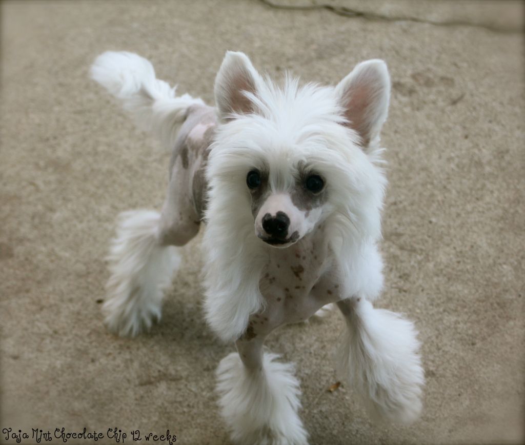 Taja Mint Chocolate Chip