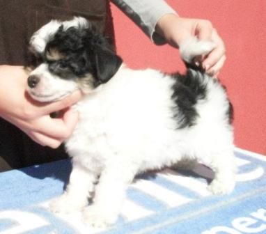 Elrond Praia do Sossego e Iris Azul