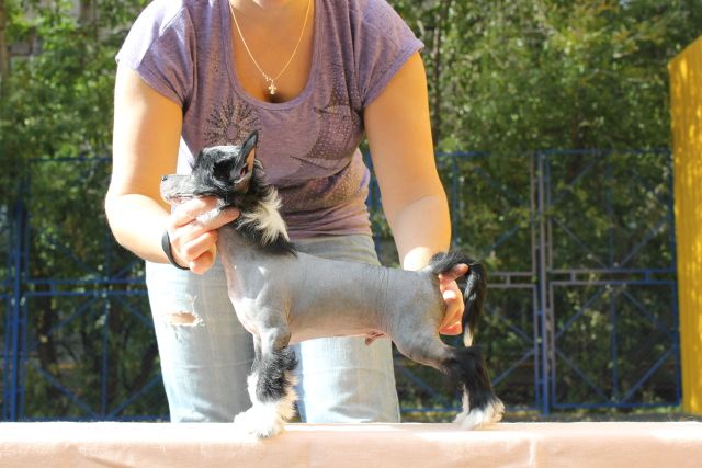 Apriori Vip Cherokee