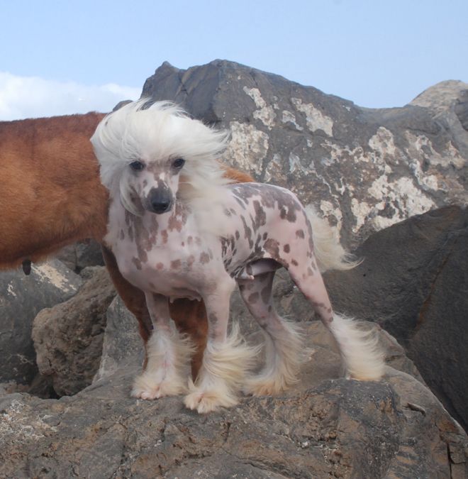 Dana de Los Bodegales