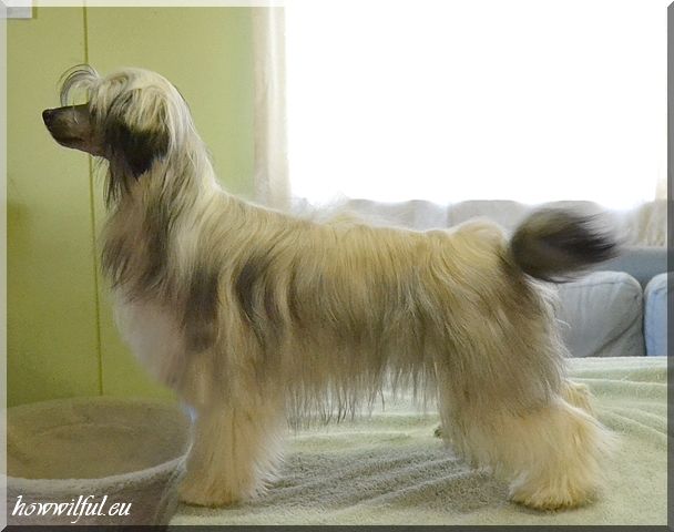 How Wilful Chinese Chic