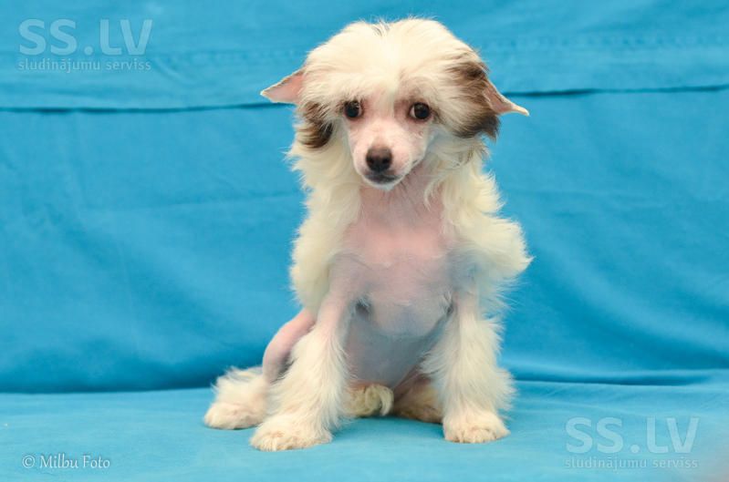 Fantazy Night Caes O2