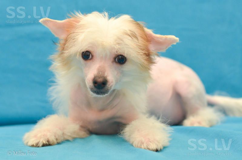 Fantazy Night Caes O5