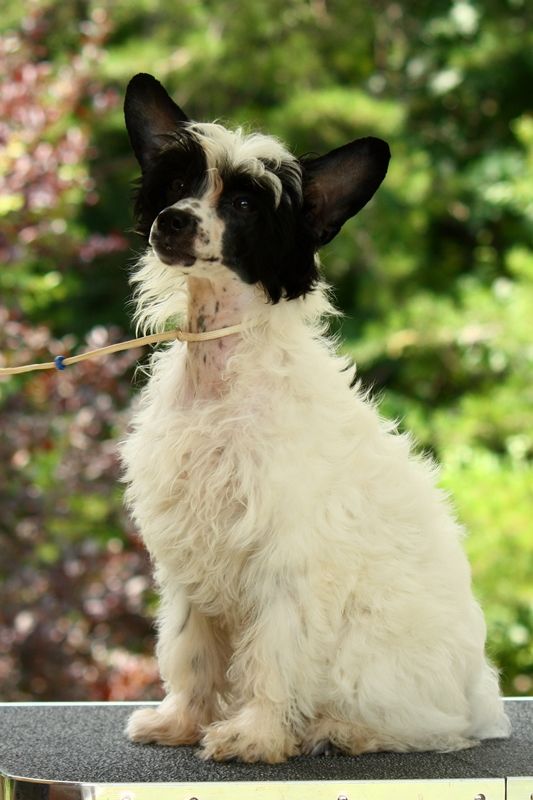 Belews The Gift Of Gab