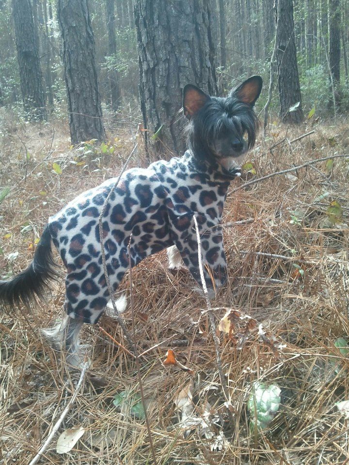 Altacrest's The Butcher