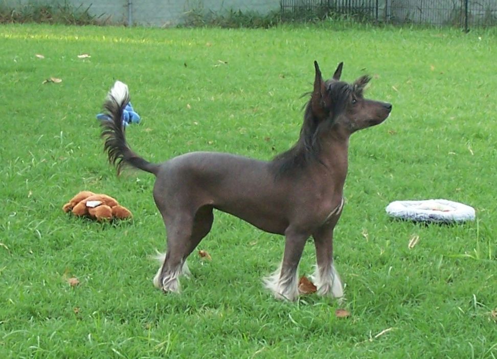 Altacrest's It's A Spring Thing